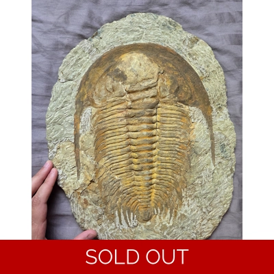 Rare Authentic Paradoxides Trilobite Fossil From The Cambrian Of Morocco